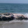 Huge Beached Whale Rotting On Long Island Beach